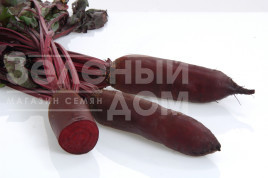 Насіння буряка Родена F1 / Rodena F1,120-125 днів купити оптом і в роздріб в Україні за вигідною ціною