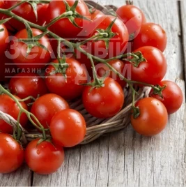 Семена томатов Моншери F1 / Monsheri F1 купить оптом и в розницу в Украине по выгодной цене