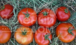Семена томатов Саргас F1 / Sargas F1 купить оптом и в розницу в Украине по выгодной цене