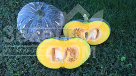 Насіння гарбуза Хоншу F1 / Honshu F1,110-115 днів купити оптом і в роздріб в Україні за вигідною ціною