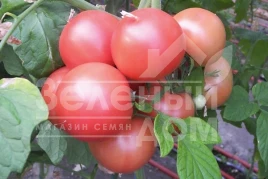 Семена томатов Хепинет F1 / Hapinet F1,65-70 дней купить оптом и в розницу в Украине по выгодной цене