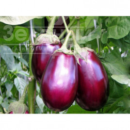 Насіння баклажанів Беата F1 / Beata F1,90-100 днів купити оптом і в роздріб в Україні за вигідною ціною