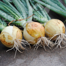 Цибуля ріпчаста Сеншуй Єллоу / Senshyu Yellow купити оптом і в роздріб в Україні за вигідною ціною