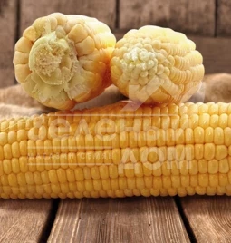 Семена кукурузы Димакс F1 (Танем) / Dimax F1(Tanem),80-85 дней купить оптом и в розницу в Украине по выгодной цене