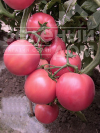 Насіння томатів Глоріанс F1 / Glorians F1 купити оптом і в роздріб в Україні за вигідною ціною