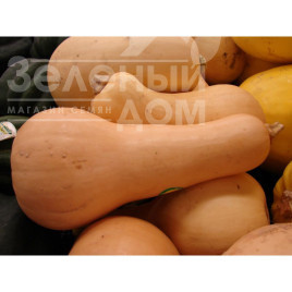 Насіння гарбуза Волтгем батернат F1 / Voltgem baternat F1,120 днів купити оптом і в роздріб в Україні за вигідною ціною