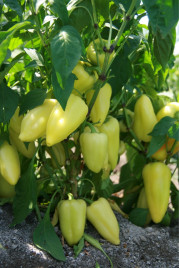 Насіння солодкого перцю Лотта F1 / Lotta F1 купити оптом і в роздріб в Україні за вигідною ціною