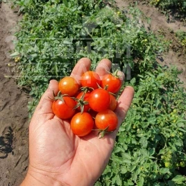 Семена томатов Рензино F1 / Renzino F1 купить оптом и в розницу в Украине по выгодной цене