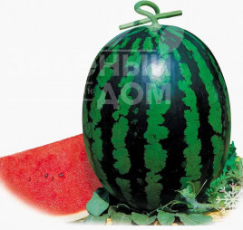 Насіння кавуна Май Хані F1 / My Hohey F1 купити оптом і в роздріб в Україні за вигідною ціною