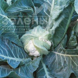 Насіння капусти цвітної Лєкану F1 / Lecanu F1,75-80 днів купити оптом і в роздріб в Україні за вигідною ціною