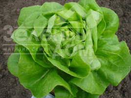 Насіння салату Ферлі / Ferly купити оптом і в роздріб в Україні за вигідною ціною