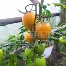 Семена томатов Ремембе F1 / Remembe F1,100 дней  купить оптом и в розницу в Украине по выгодной цене