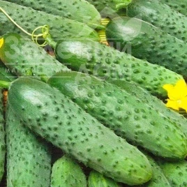 Семена огурцов Ира F1 / Ira F1 купить оптом и в розницу в Украине по выгодной цене