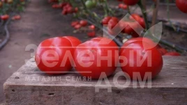 Семена томатов Макан F1 / Macan F1,55 дней купить оптом и в розницу в Украине по выгодной цене