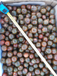 Насіння томатів Аріка F1 / Arika F1, 65-70 днів купити оптом і в роздріб в Україні за вигідною ціною