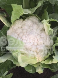 Семена капусты цветной Зарагоза F1 / Zaragoza F1,78 дней купить оптом и в розницу в Украине по выгодной цене