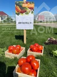 Насіння томату Аксіома F1 / Axiom F1, 50-55 днів купити оптом і в роздріб в Україні за вигідною ціною