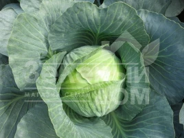 Семена капусты белокочанной Гальватрон F1 / Galvatron F1,115 дней купить оптом и в розницу в Украине по выгодной цене