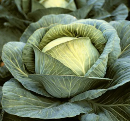 Насіння капусти білокачанної Бартон F1 / Barton F1,120 днів купити оптом і в роздріб в Україні за вигідною ціною