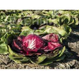 Насіння салату Васарі / Vasari,75 днів купити оптом і в роздріб в Україні за вигідною ціною