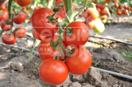 Насіння томатів Махітос F1 / Mahitos F1,90-100 днів купити оптом і в роздріб в Україні за вигідною ціною