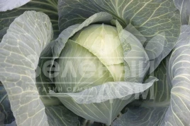 Семена капусты белокочанной Виват F1 / Vivat F1 купить оптом и в розницу в Украине по выгодной цене