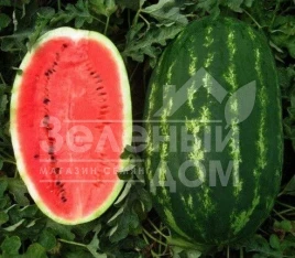 Семена арбуза Карнаката F1 / Karnakata F1,70 - 80 дней купить оптом и в розницу в Украине по выгодной цене
