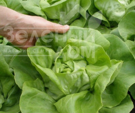 Насіння салату Цитрін / Citrin купити оптом і в роздріб в Україні за вигідною ціною