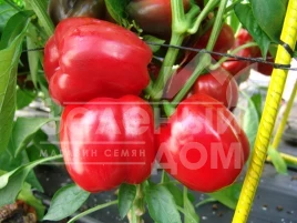 Семена сладкого перца Парадиз F1 / Paradise F1 купить оптом и в розницу в Украине по выгодной цене
