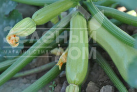 Насіння кабачків Лавіна F1 / Lavina F1 купити оптом і в роздріб в Україні за вигідною ціною