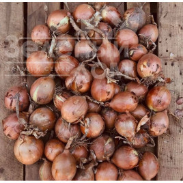 Цибуля ріпчаста Борнео F1 / Borneo F1, 122-125 днів купити оптом і в роздріб в Україні за вигідною ціною