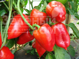 Насіння солодкого перцю Рубінова / Rubinovaya купити оптом і в роздріб в Україні за вигідною ціною