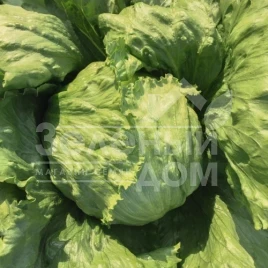 Семена салата Неферин / Neferin купить оптом и в розницу в Украине по выгодной цене