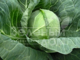 Семена капусты белокочанной Тиара F1 / Tiara F1,54 дня купить оптом и в розницу в Украине по выгодной цене