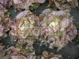 Семена салата Черванек / Chervanek купить оптом и в розницу в Украине по выгодной цене