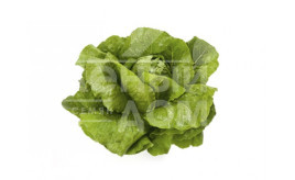 Насіння салату Веродіта / Verodita купити оптом і в роздріб в Україні за вигідною ціною