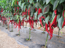 Насіння гіркого перцю Шакіра F1 / Shakira F1 купити оптом і в роздріб в Україні за вигідною ціною