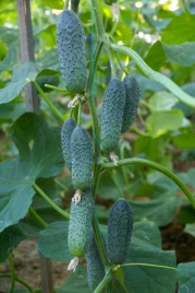 Семена огурцов Дерия F1 / Derya F1,45 дней купить оптом и в розницу в Украине по выгодной цене