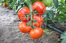 Насіння томатів Дофу F1 / Doufu F1,105-115 днів купити оптом і в роздріб в Україні за вигідною ціною