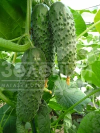 Семена огурцов Артист F1 / Artist F1,40-45 дней купить оптом и в розницу в Украине по выгодной цене