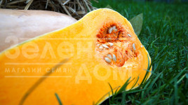 Насіння гарбуза Аріель F1 / Ariel F1,85-100 днів купити оптом і в роздріб в Україні за вигідною ціною