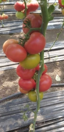 Семена томатов Ланканг F1 / Lankanh F1 купить оптом и в розницу в Украине по выгодной цене