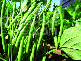 Насіння спаржевої квасолі Нагано F1 / Nagano F1 купити оптом і в роздріб в Україні за вигідною ціною