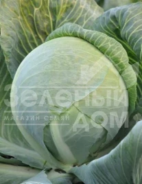 Семена капусты белокочанной Гилсон F1 / Gilson F1,125-130 дней купить оптом и в розницу в Украине по выгодной цене