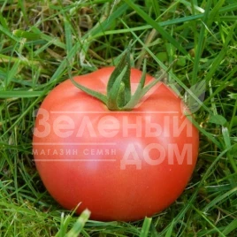 Семена томатов Торбей F1 / Torbay F1,70-75 дней купить оптом и в розницу в Украине по выгодной цене