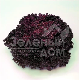 Семена салата Революция F1 / Revolution F1,31-33 дня купить оптом и в розницу в Украине по выгодной цене