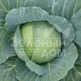 Семена капусты белокочанной Хонка F1 / Honka F1 купить оптом и в розницу в Украине по выгодной цене