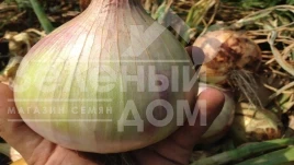 Насіння цибулі ріпчастої Ексібішн / Exhibition,140-160 днів купити оптом і в роздріб в Україні за вигідною ціною