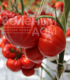 Насіння томатів Сарра F1 / Sarra F1,60-65 днів купити оптом і в роздріб в Україні за вигідною ціною