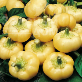 Насіння солодкого перцю Ябліна F1 / Jablina F1,70-80 днів купити оптом і в роздріб в Україні за вигідною ціною